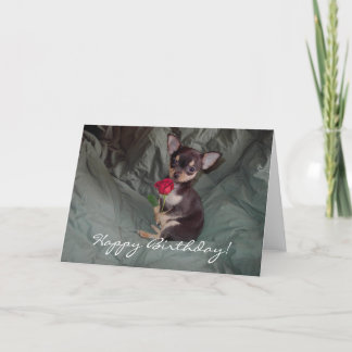 Cartão do filhote de cachorro da chihuahua do