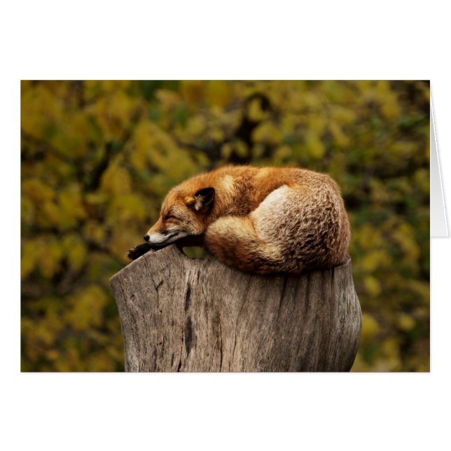 Cartão do Fox - vazio para todas as ocasiões - (Frente Horizontal)