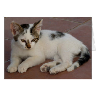 Cartão do gatinho