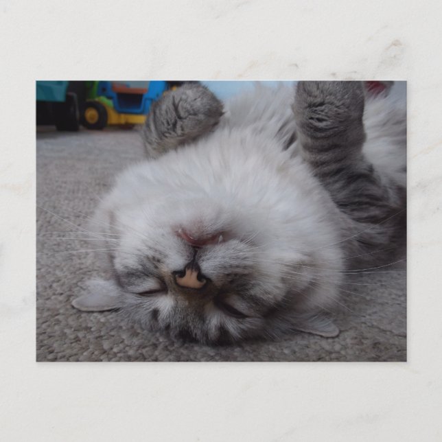 Cartão do gatinho do vampiro (Frente)