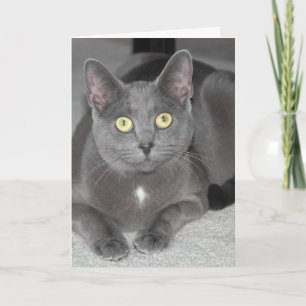 Cartão do gato