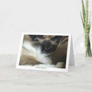 Cartão do gato de Ragdoll Birman ou cartão de no