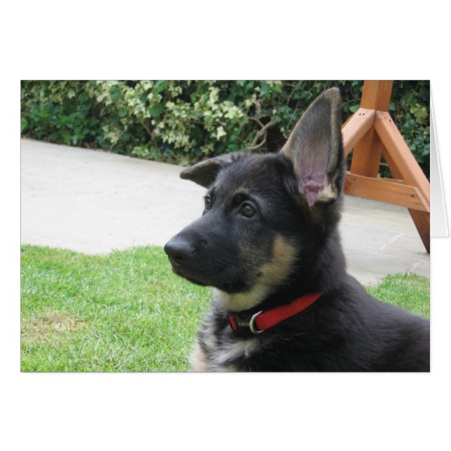Cartão do german shepherd (Frente Horizontal)