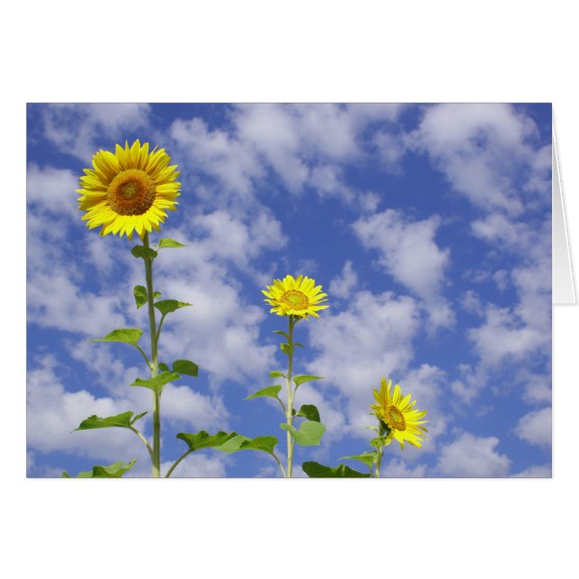 Cartão do girassol (Frente Horizontal)