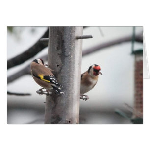 Cartão do Goldfinch
