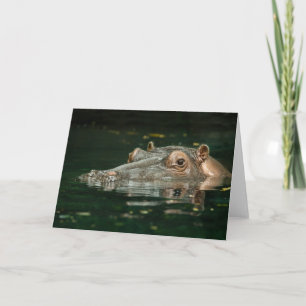 Cartão do Hippopotamus