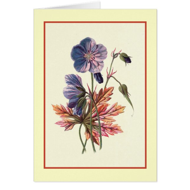 Cartão Do "ilustração botânica de Cranesbill prado" (Frente)