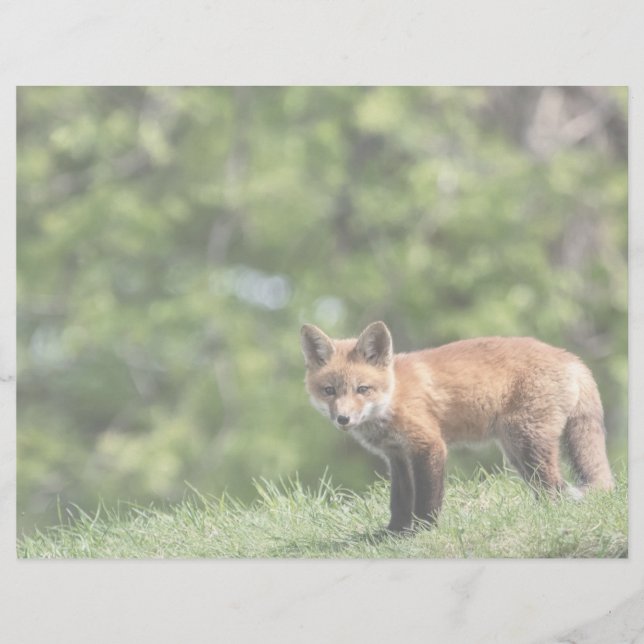 Cartão do jogo do Fox vermelho (Frente)