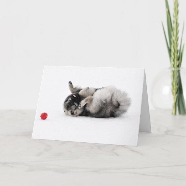 Cartão do Keeshond (Frente)