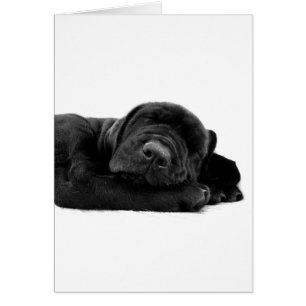 Cartão do laboratório do sono