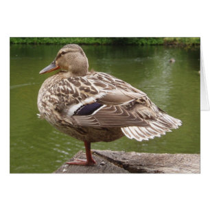 Cartão do pato