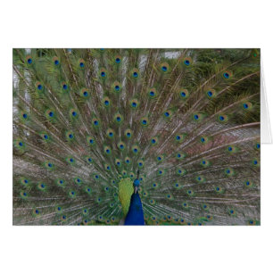 Cartão do pavão (suporte seu material)