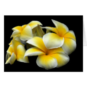 Cartão do Plumeria