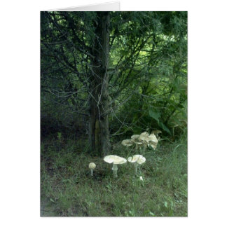 Cartão do poema da beleza do cogumelo