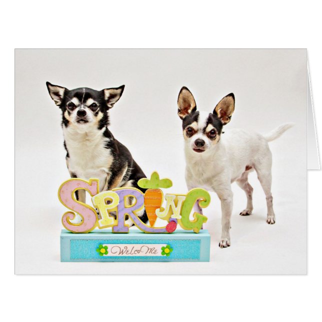 Cartão do primavera Chihuahua (Frente horizontal)