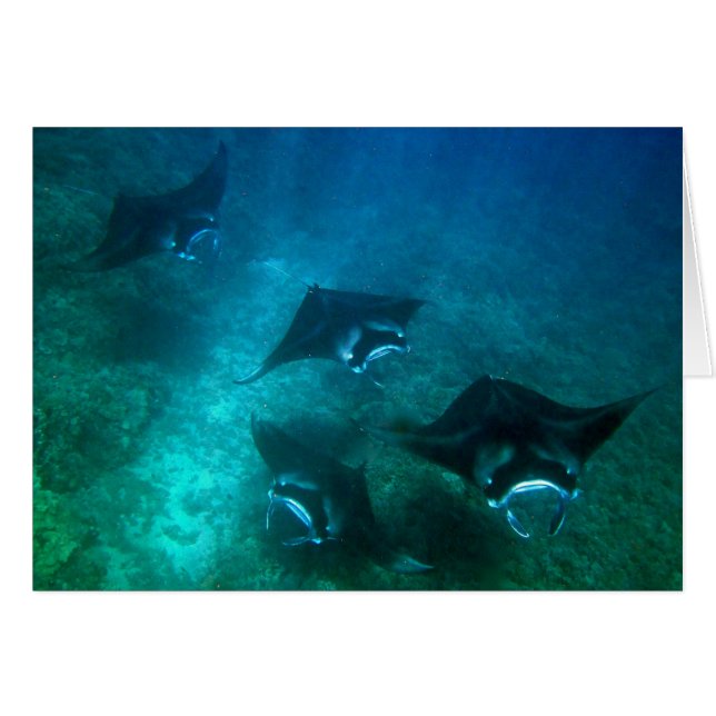 Cartão do raio de Manta (Frente Horizontal)