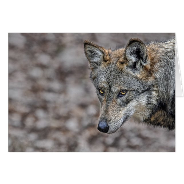 Cartão do relance do lobo (Frente Horizontal)