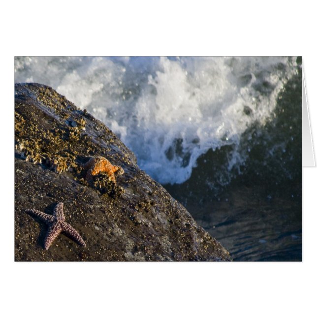 Cartão do respingo da estrela do mar (Frente Horizontal)