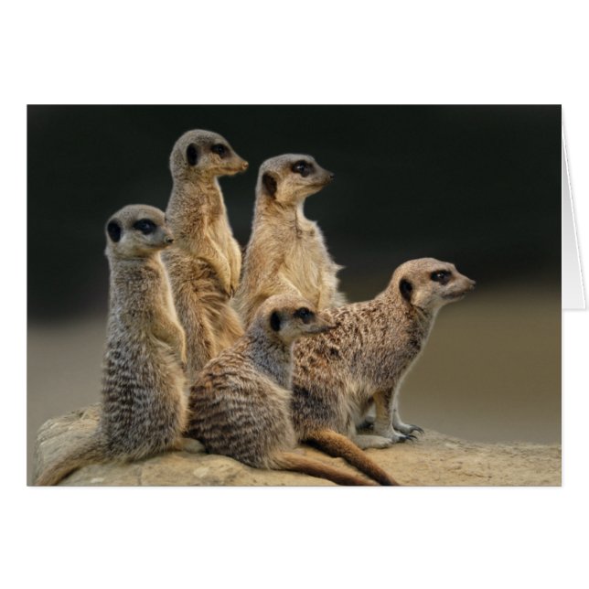 Cartão do retrato da família (Frente Horizontal)