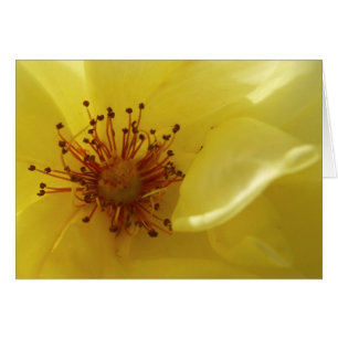 Cartão do rosa amarelo