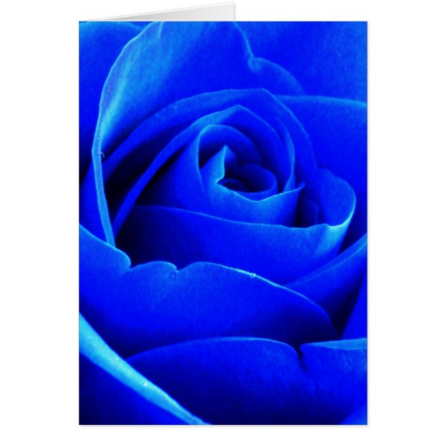 Cartão do rosa do azul (Frente)