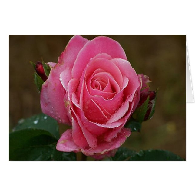 Cartão do rosa do rosa (Frente Horizontal)