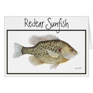 Cartão do Sunfish de Redear
