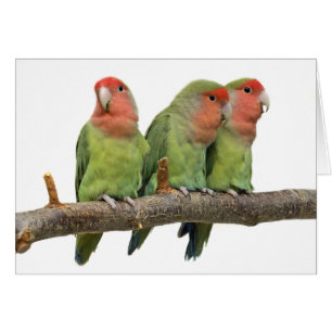 Cartão do trio do Tweet