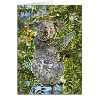 Cartão do urso de Koala