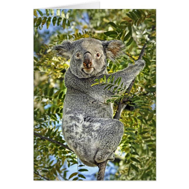 Cartão do urso de Koala (Frente)