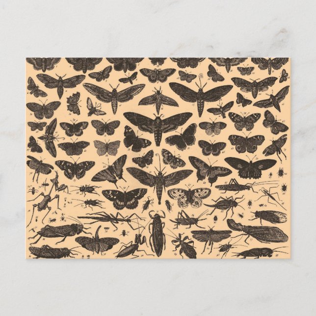 Cartão do vintage das ilustrações do inseto (Frente)