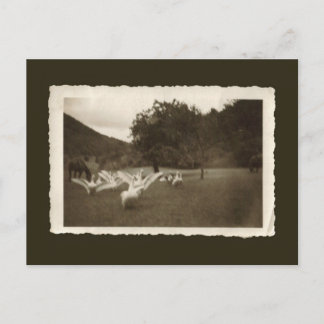 Cartão do vintage - gansos e cavalos