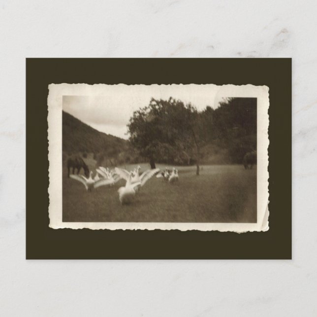 Cartão do vintage - gansos e cavalos (Frente)