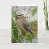 Cartão do Waxwing de cedro