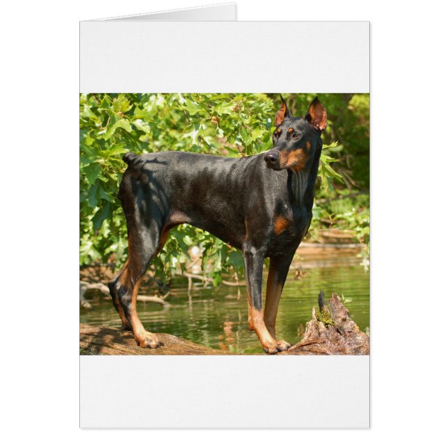 Cartão Doberman (Frente)