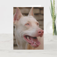Doberman Branco