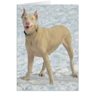 Cartão Doberman Branco Sorridente