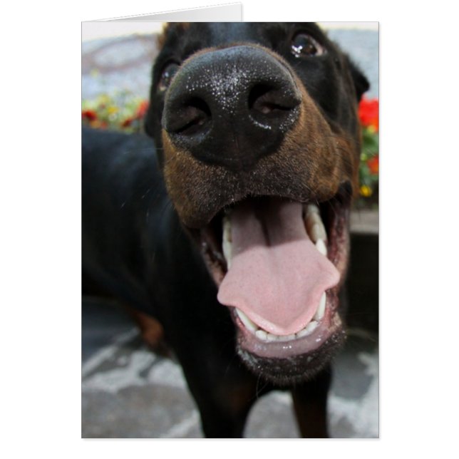 Cartão doberman-close.png (Frente)