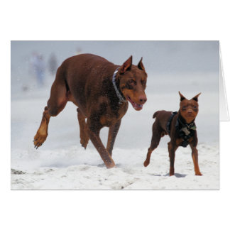 Cartão Doberman e Pin do minuto - OLHAR! Um mini mim!