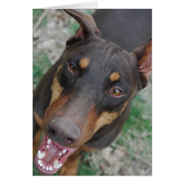Cartão Doberman feliz (Frente)