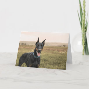 Cartão Doberman Pinscher no Campo