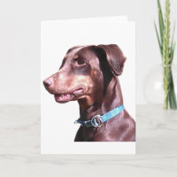 Doberman Pinscher Vermelho