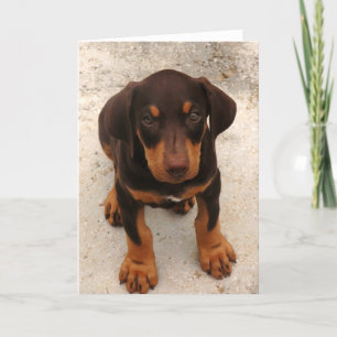 Cartão Doberman Puppy