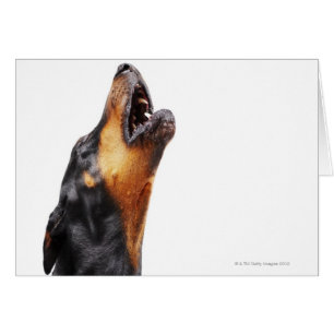Cartão Doberman que urra, fim-acima