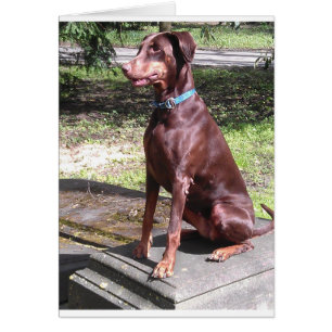 Cartão doberman vermelho