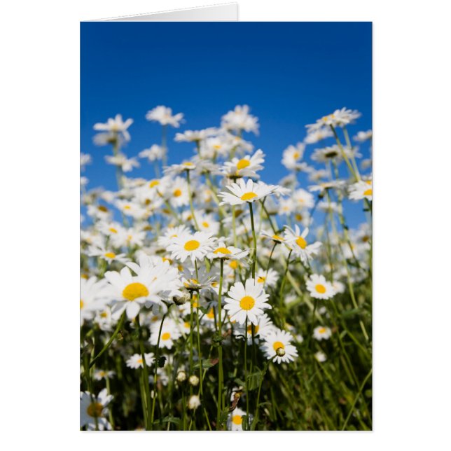 Cartão dobrado de Daisies (Frente)