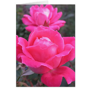 Cartão Dobro cor-de-rosa - rosas