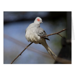 Cartão Doce Bela Doce Diamante