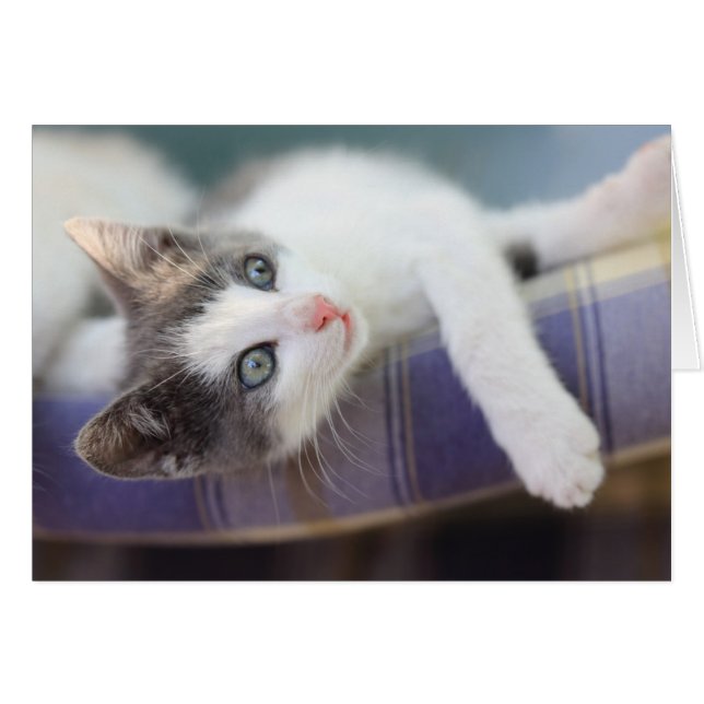 Cartão Doce Gatinho Na Xadrez Da Cama (Frente Horizontal)
