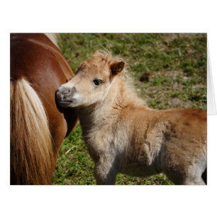 Cartão Doce Haflinger Foal